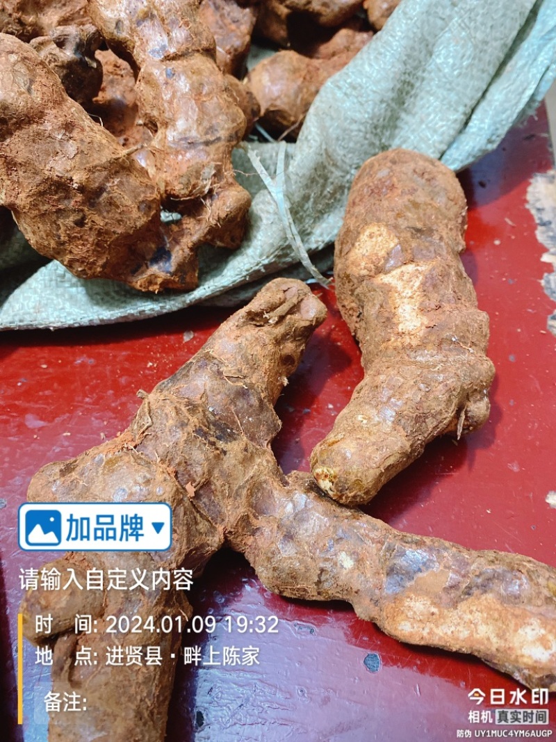 江西新鲜土茯苓中药材统货产地直供欢迎来电咨询