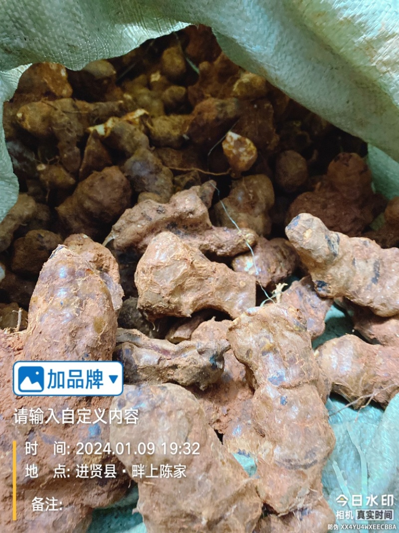 江西新鲜土茯苓中药材统货产地直供欢迎来电咨询