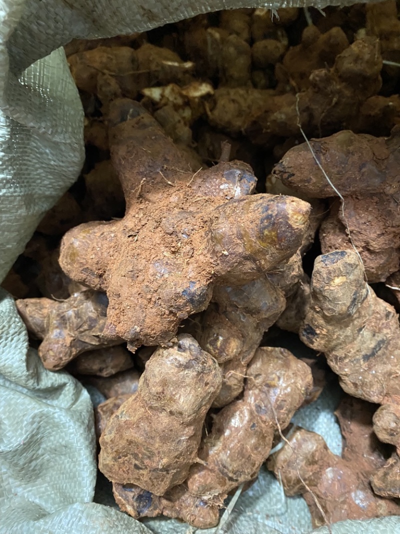江西新鲜土茯苓中药材统货产地直供欢迎来电咨询