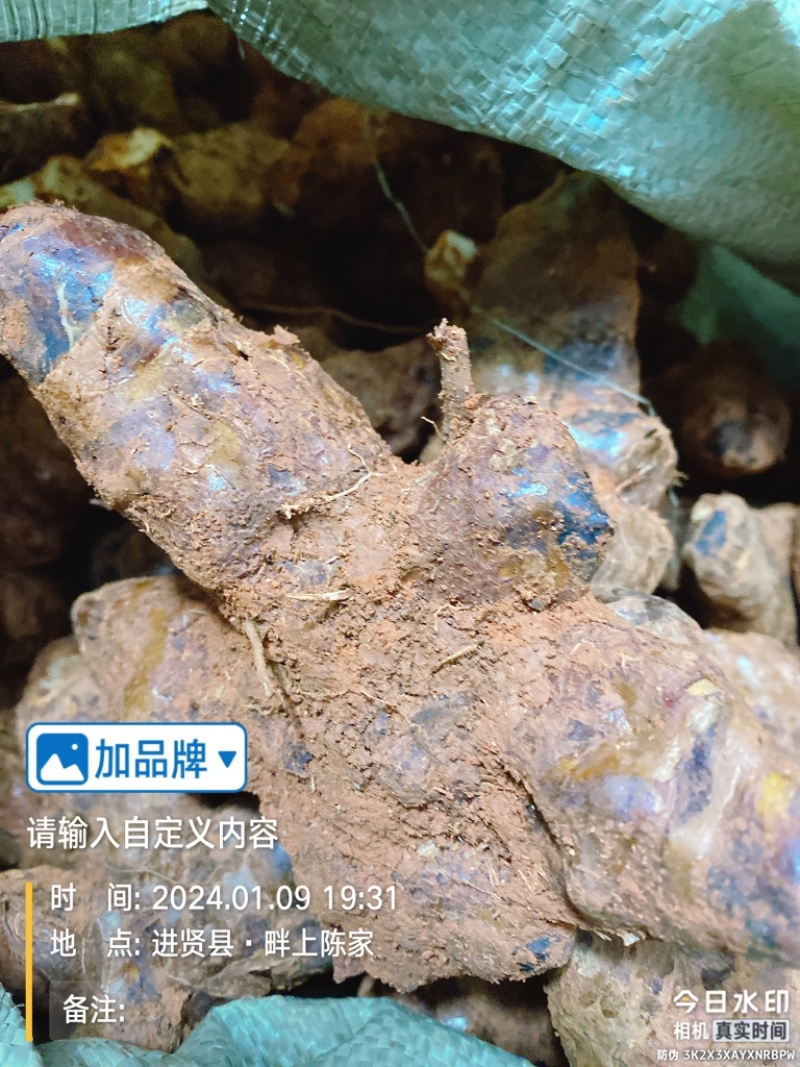 江西新鲜土茯苓中药材统货产地直供欢迎来电咨询