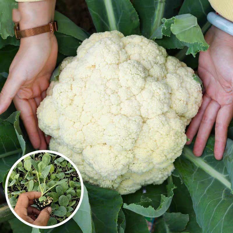 白兰花松花产地直销量大物美价廉