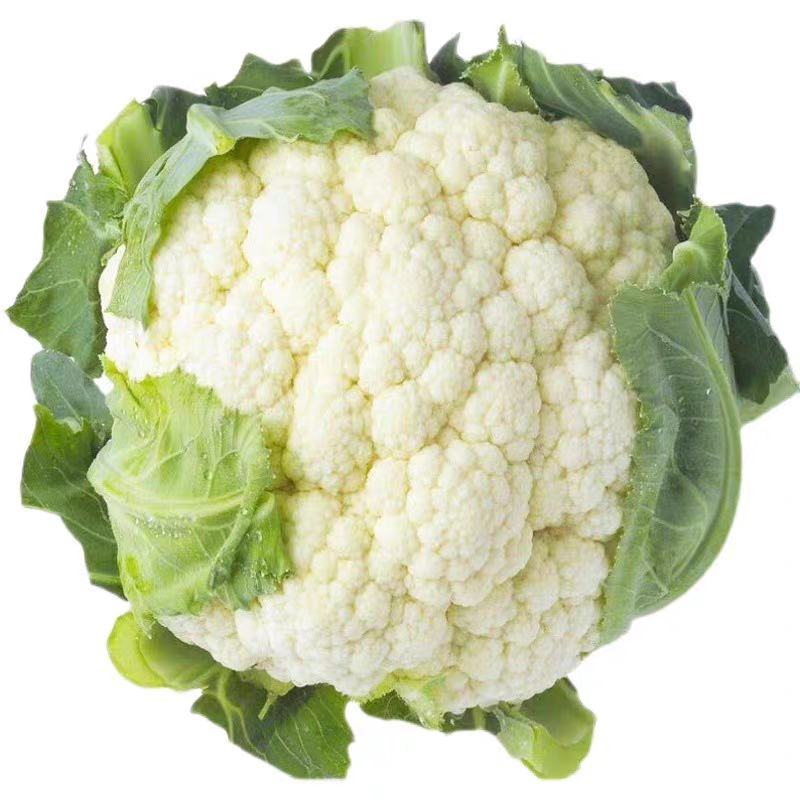 白兰花松花产地直销量大物美价廉