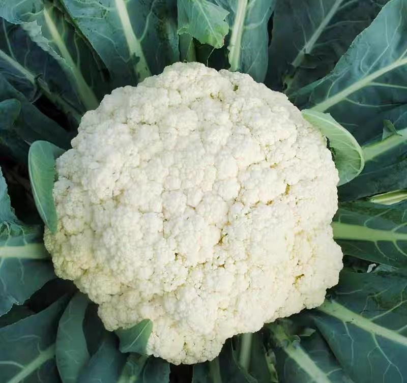 白兰花松花产地直销量大物美价廉