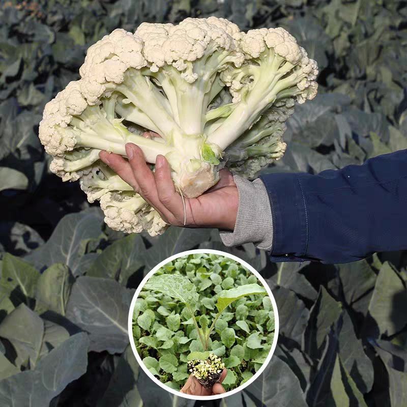 白兰花松花产地直销量大物美价廉