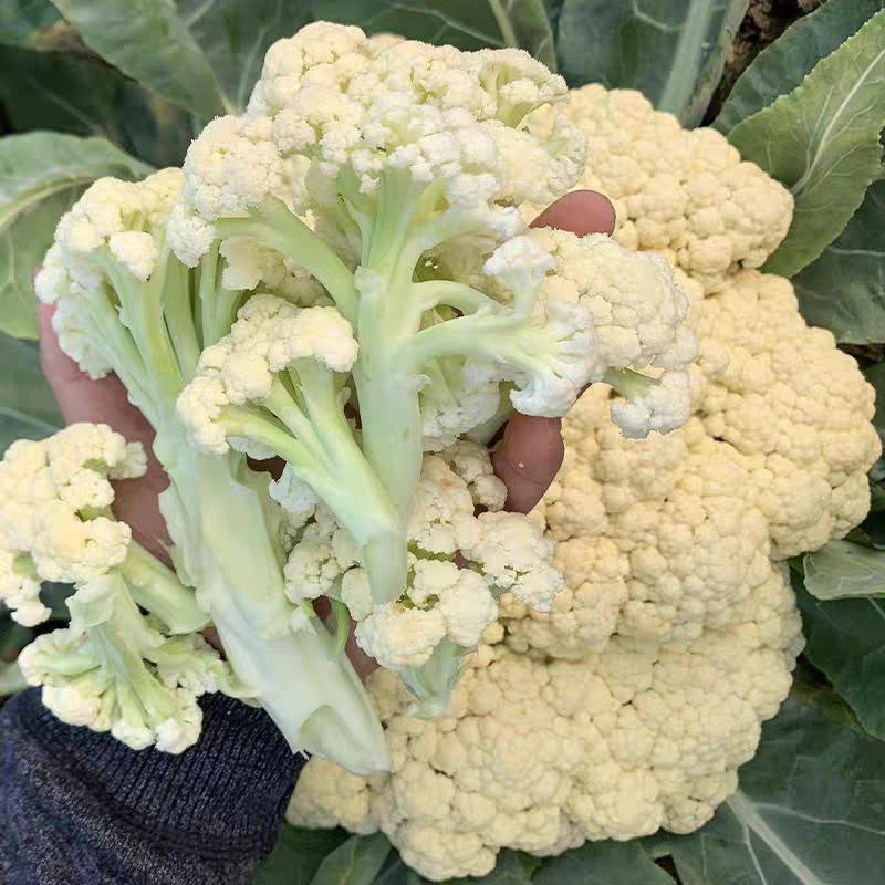 白兰花松花产地直销量大物美价廉