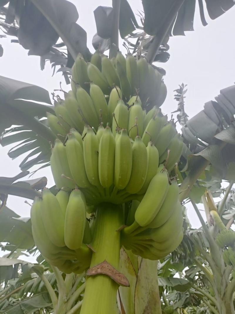 香蕉、芭蕉、小米蕉、粉蕉、徐闻芭蕉、广西芭蕉