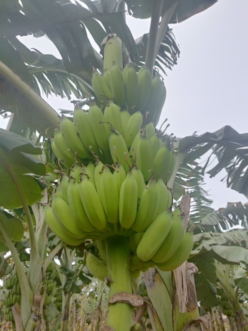 香蕉、芭蕉、小米蕉、粉蕉、徐闻芭蕉、广西芭蕉