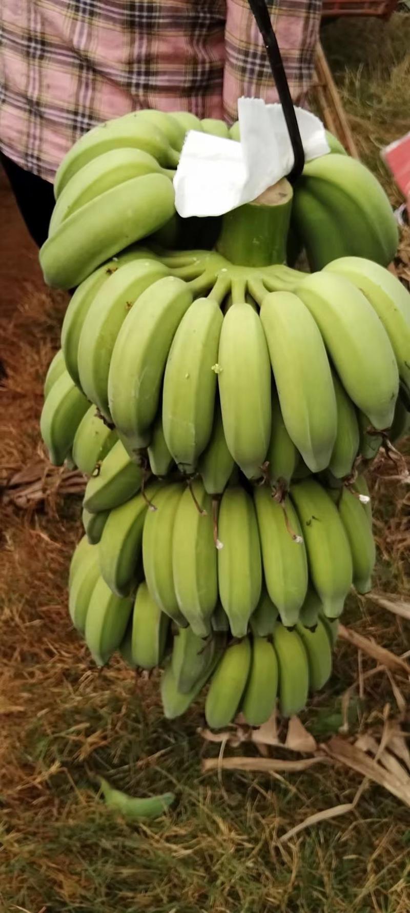 香蕉、芭蕉、小米蕉、粉蕉、徐闻芭蕉、广西芭蕉