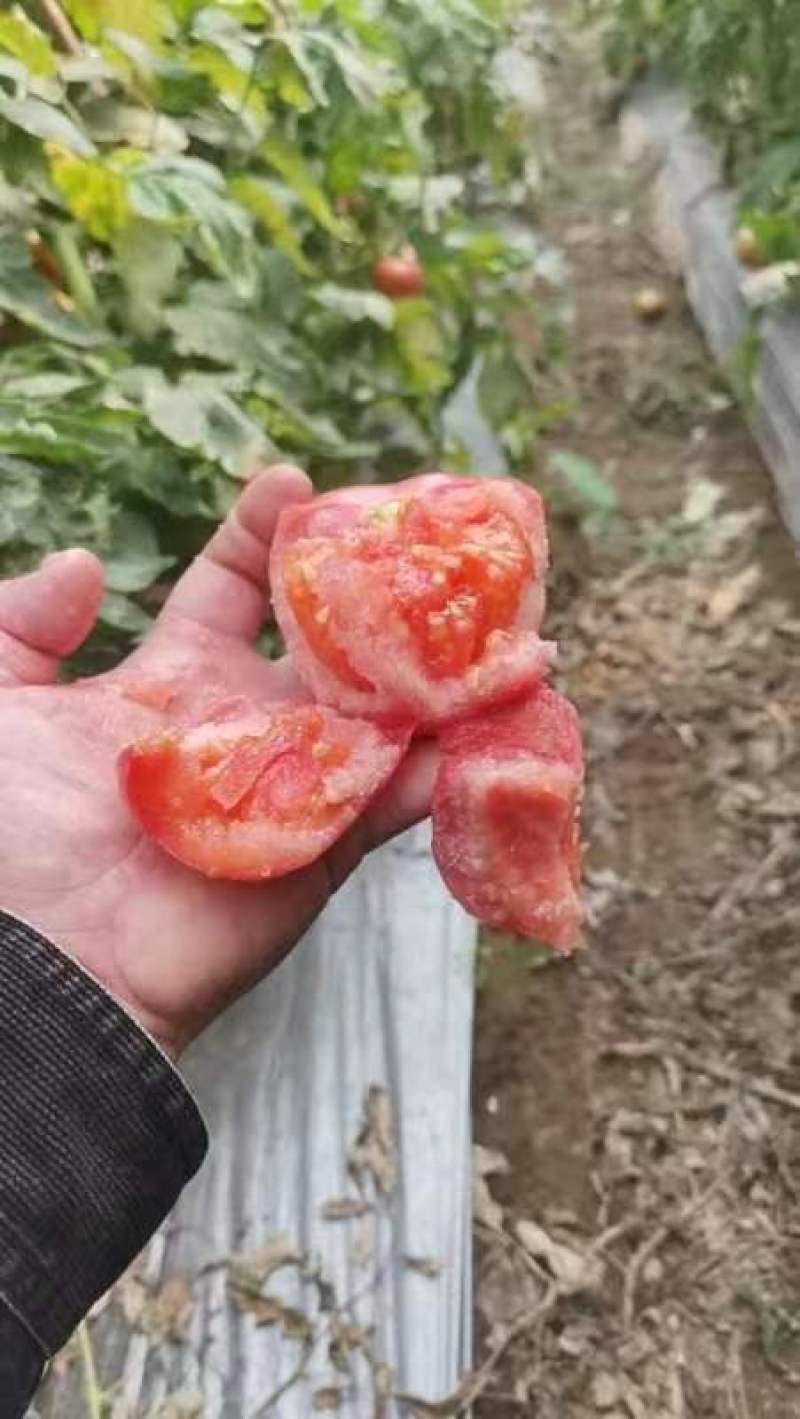 四川攀枝花沙瓤西红柿自然成熟，可生吃，做菜，