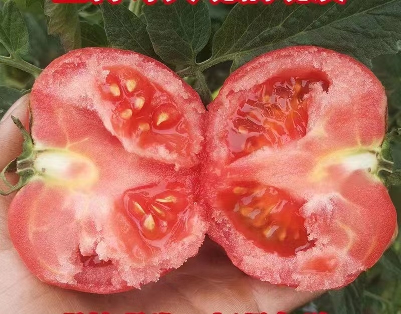 四川攀枝花沙瓤西红柿自然成熟，可生吃，做菜，