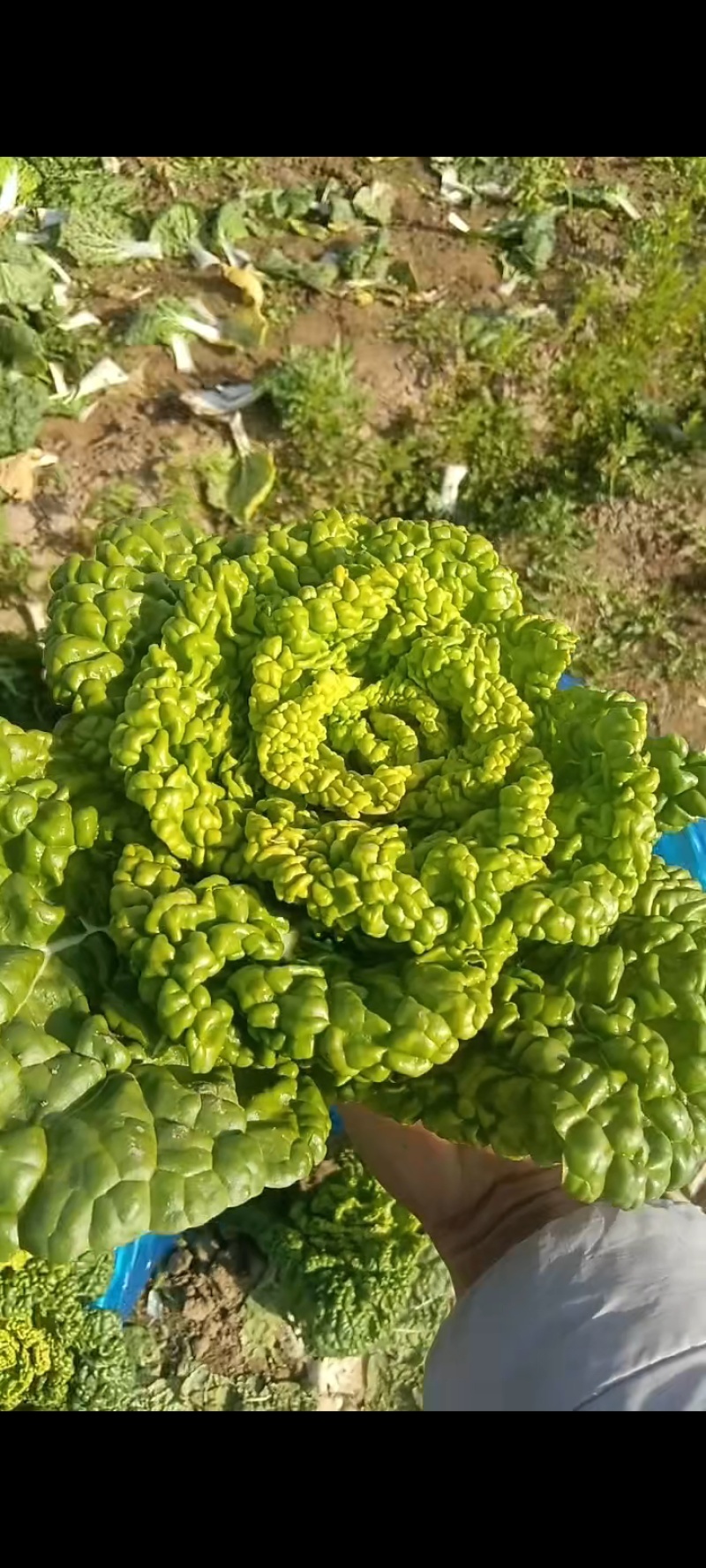 精品黄心菜产地直发品质保证量大从优一手货源欢迎联系