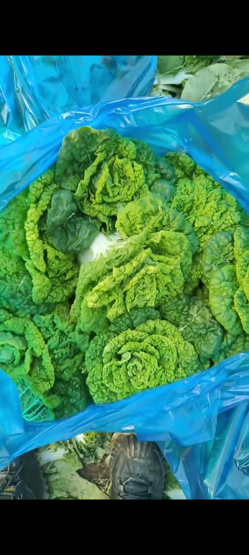 精品黄心菜产地直发品质保证量大从优一手货源欢迎联系