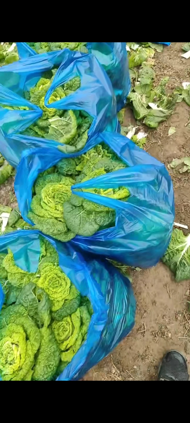精品黄心菜产地直发品质保证量大从优一手货源欢迎联系