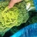 精品黄心菜产地直发品质保证量大从优一手货源欢迎联系