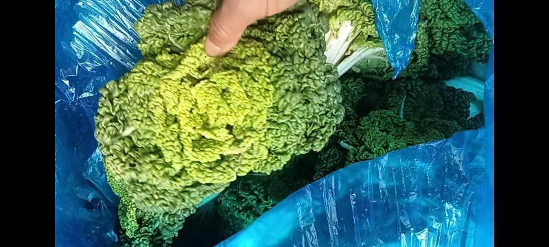 精品黄心菜产地直发品质保证量大从优一手货源欢迎联系