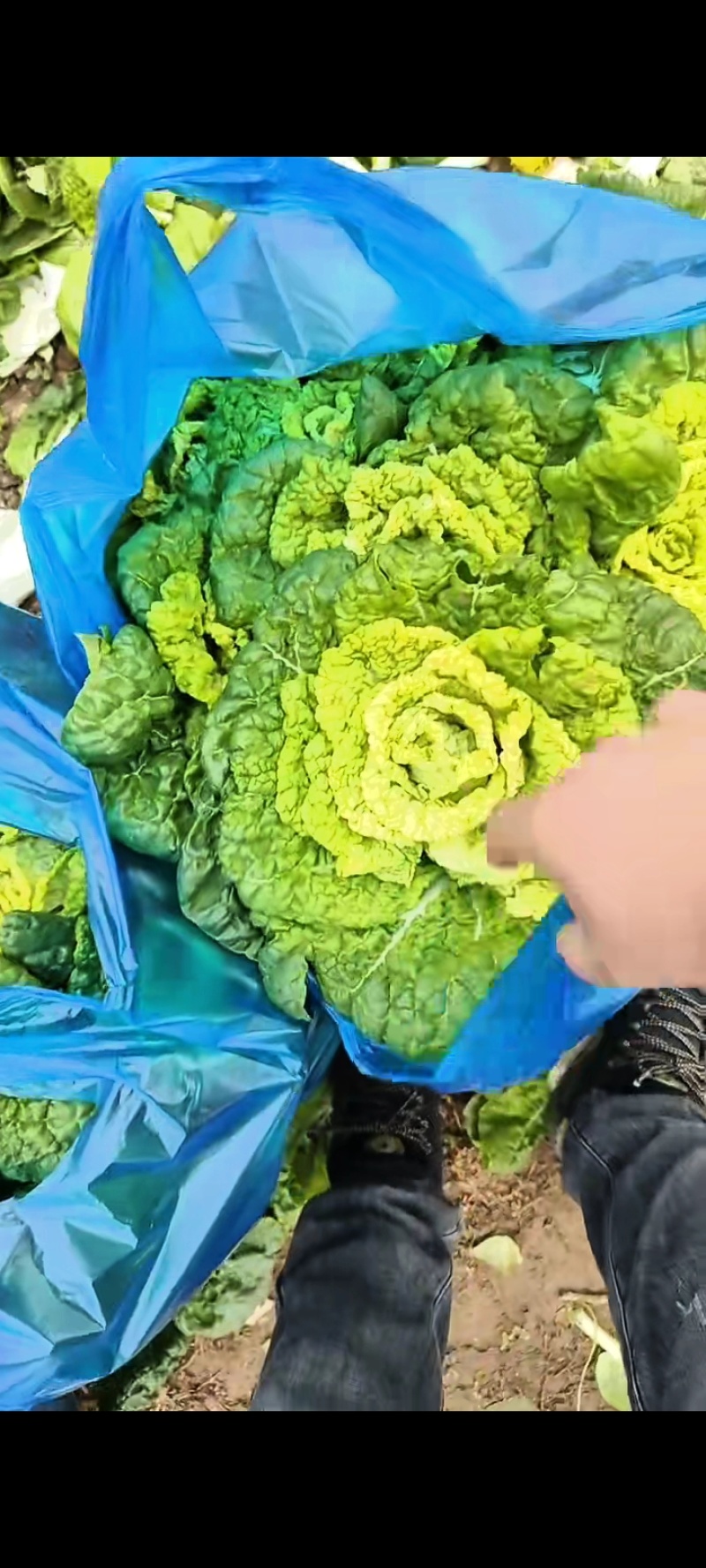 精品黄心菜产地直发品质保证量大从优一手货源欢迎联系