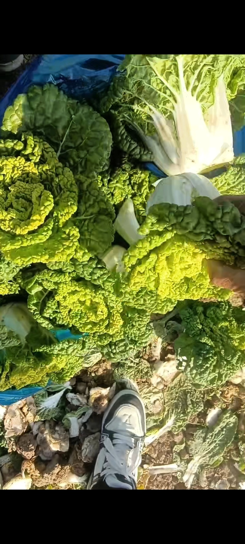 精品黄心菜产地直发品质保证量大从优一手货源欢迎联系