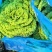 精品黄心菜产地直发品质保证量大从优一手货源欢迎联系