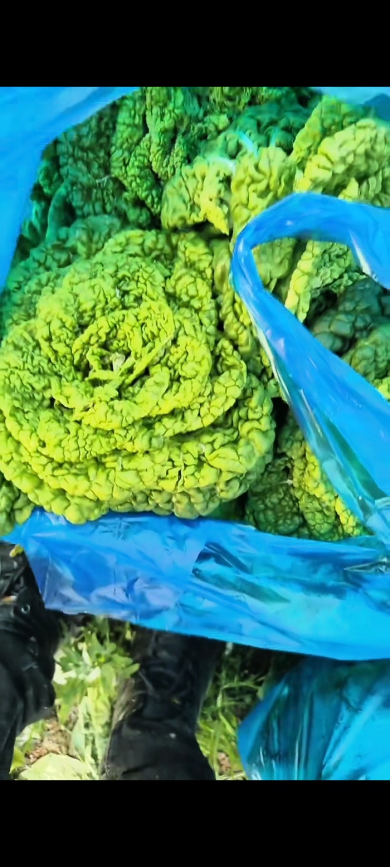 精品黄心菜产地直发品质保证量大从优一手货源欢迎联系