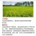 悦联10%调环酸钙红薯草莓花生控旺控稍膨果增产生长调节剂