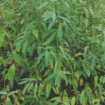 基地直供一年生优质苍子苗