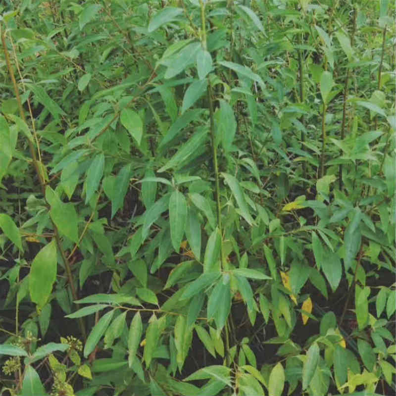 基地直供一年生优质苍子苗