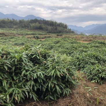 炎陵阔叶箬竹，俗称香粽叶，其叶片用于包粽子，香味儿浓。