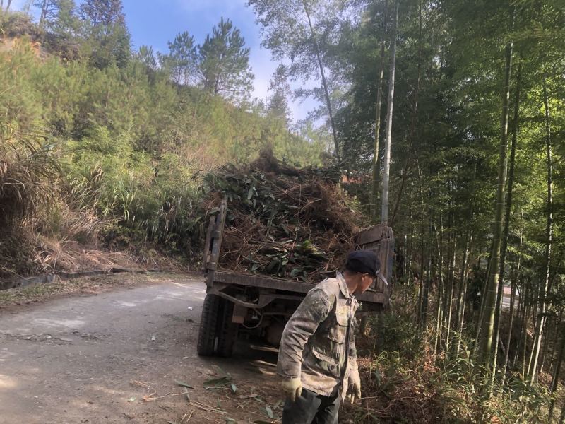 炎陵阔叶箬竹，俗称香粽叶，其叶片用于包粽子，香味儿浓。