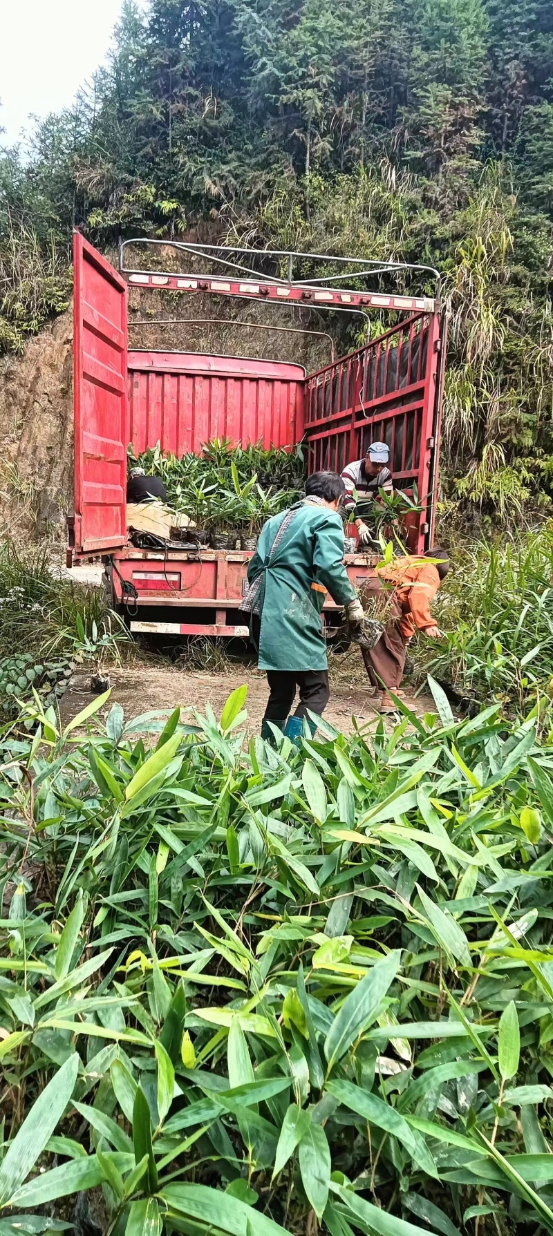 炎陵阔叶箬竹，俗称香粽叶，其叶片用于包粽子，香味儿浓。