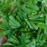 绿茶六安瓜片春茶2023新茶大量有货欢迎来电咨询