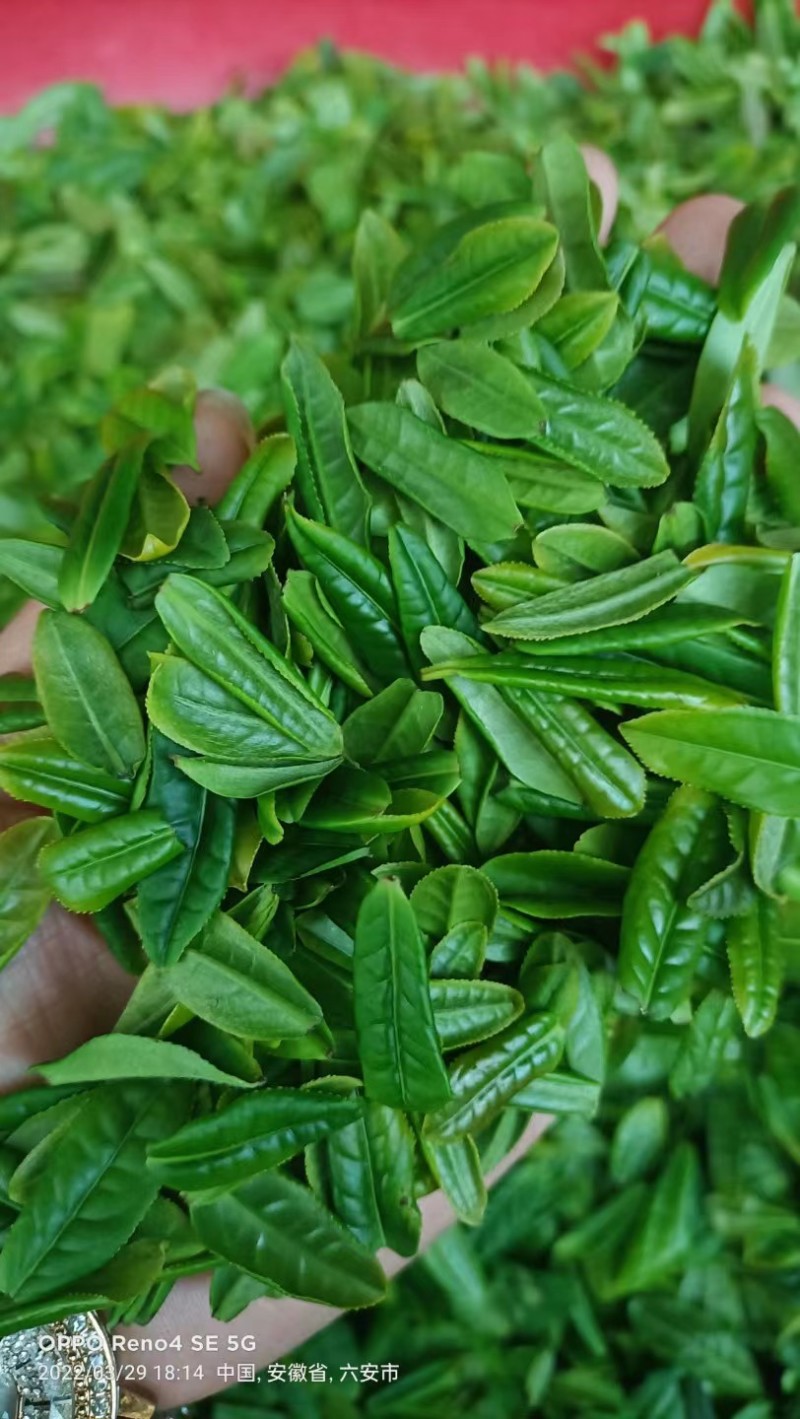 绿茶六安瓜片春茶2023新茶大量有货欢迎来电咨询