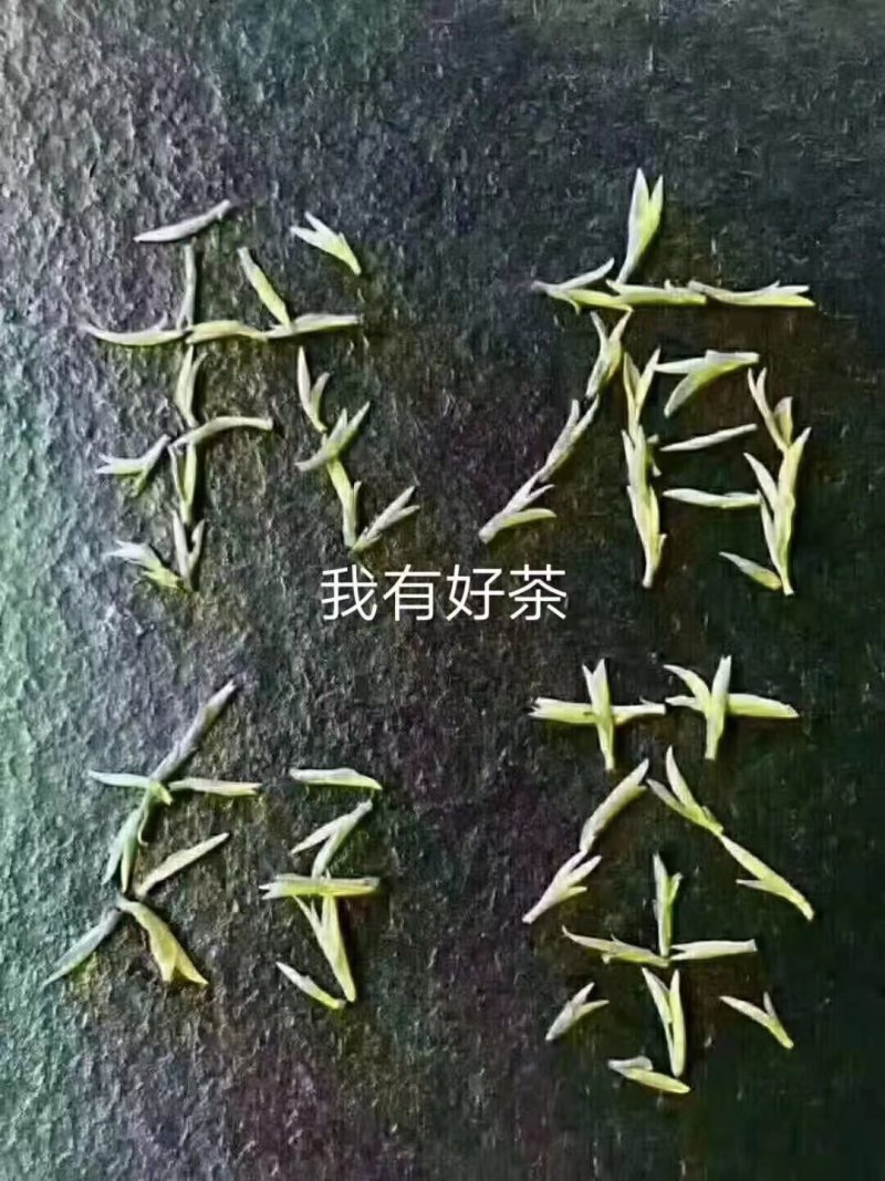 绿茶六安瓜片春茶2023新茶大量有货欢迎来电咨询