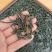 绿茶六安瓜片春茶2023新茶大量有货欢迎来电咨询