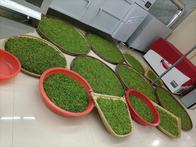 绿茶六安瓜片春茶2023新茶大量有货欢迎来电咨询
