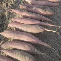 山东省菏泽市精品哈密红薯，白雪公主，自己种植，大量供应。