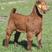 黄金羊头胎怀孕母羊种公羊全国可发货买五送一货到付款