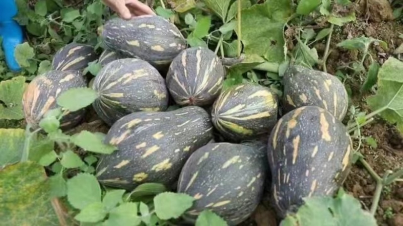 广东香芋南瓜，浓香型，上灰均匀，发种回收价格优惠保质量