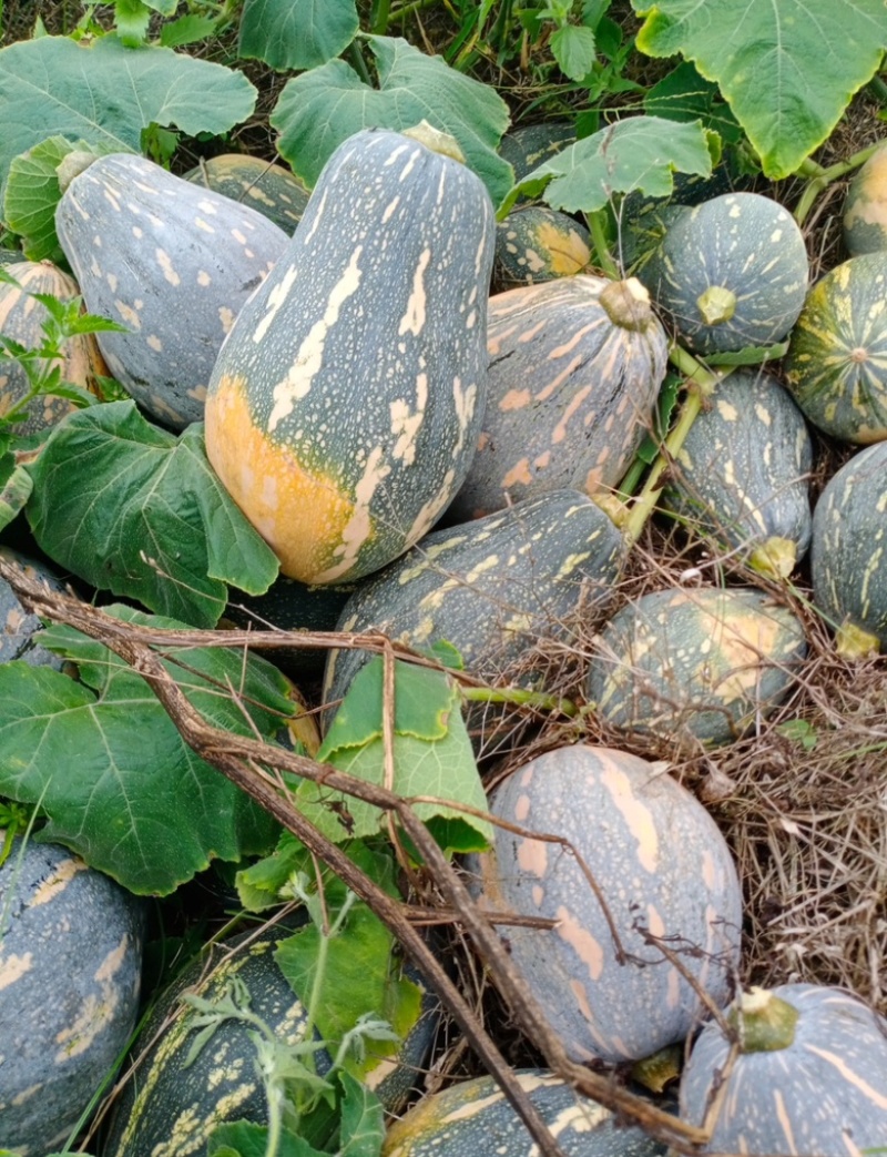 广东香芋南瓜，浓香型，上灰均匀，发种回收价格优惠保质量