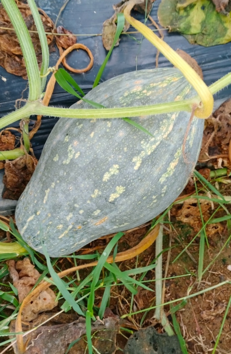 广东香芋南瓜，浓香型，上灰均匀，发种回收价格优惠保质量