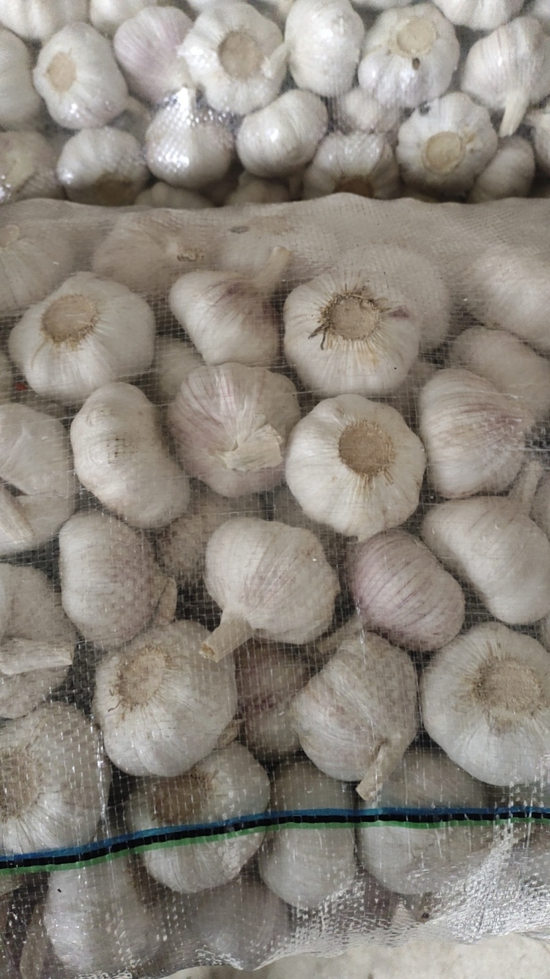 【精选】红蒜（5cm）干蒜常年供应视频看货诚信为本