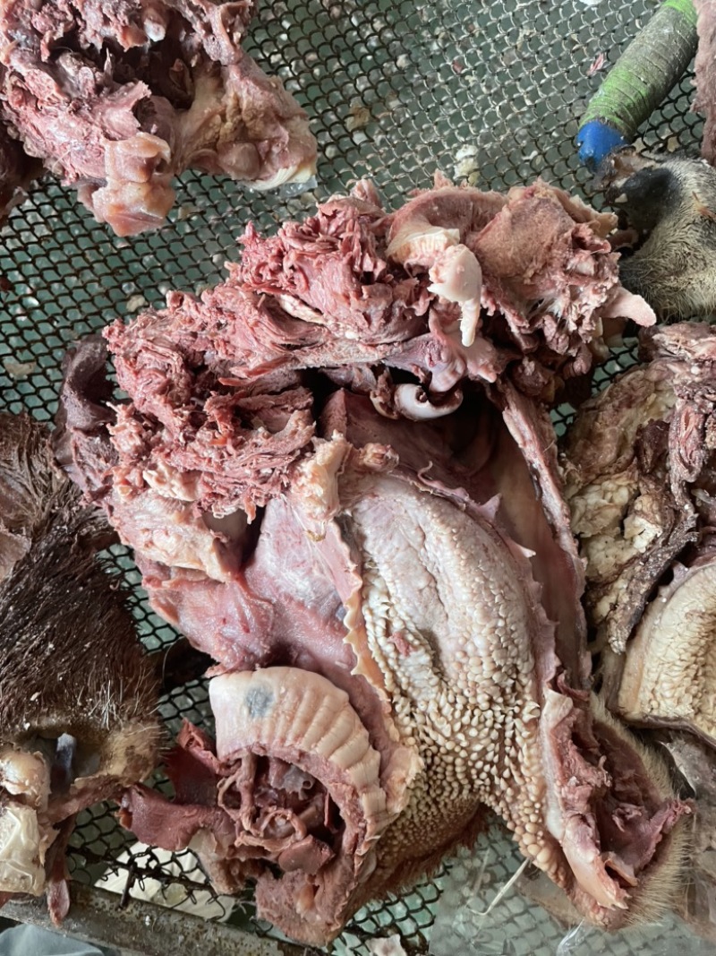 【熟牛脸】去油去皮去淋巴精修牛脸肉纯熟无油质量保证