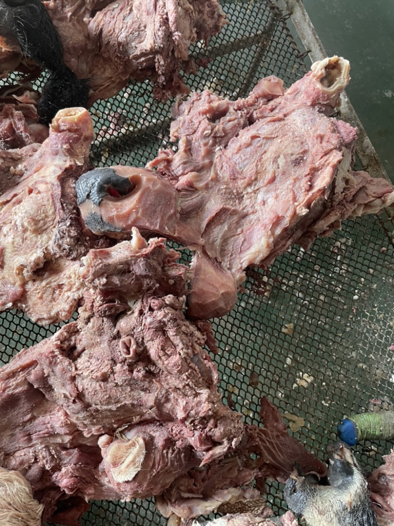 【熟牛脸】去油去皮去淋巴精修牛脸肉纯熟无油质量保证