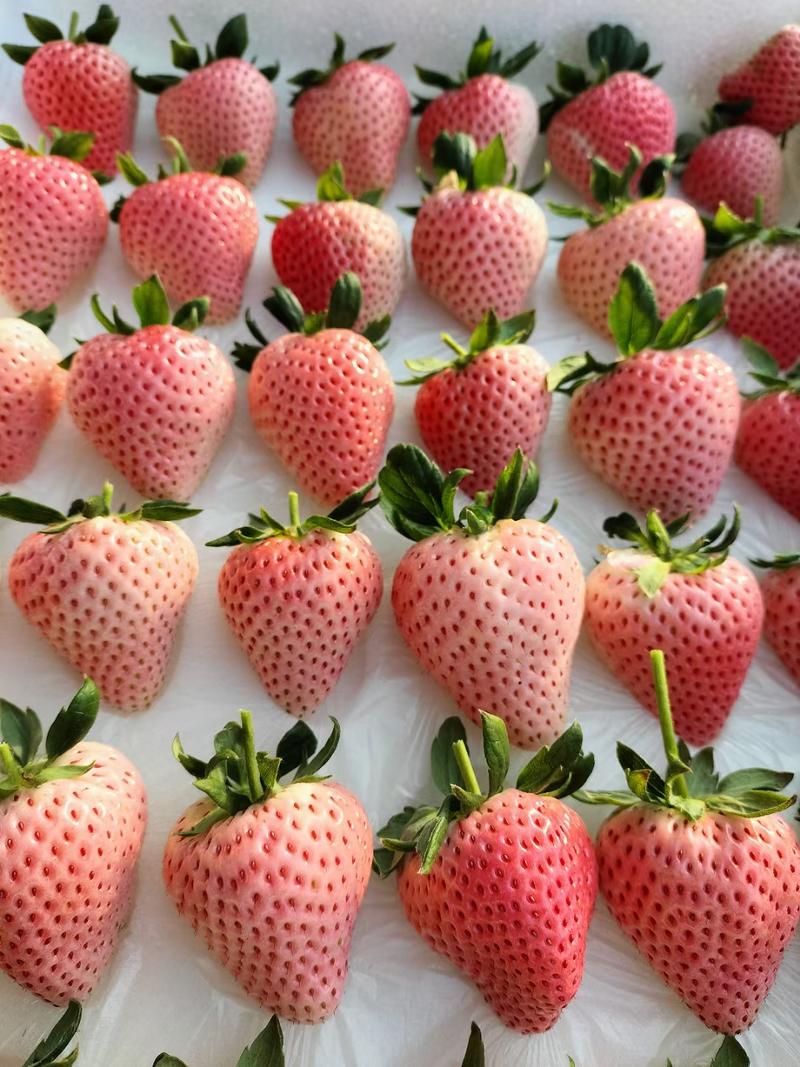 白草莓苗：梦之莹、梦之福、梦之姣、梦之瑶、梦粉己、梦晶