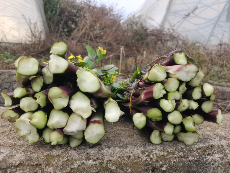 红油菜，红菜苔