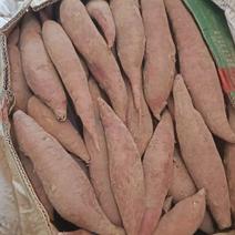 山东省菏泽市精品西瓜红，自己种植大量供应。