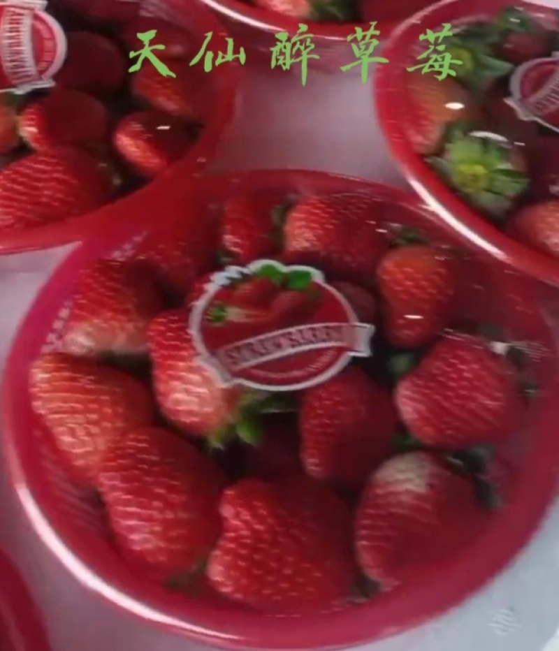 **代办天仙醉贵妃草莓量大货优规格及包装齐全