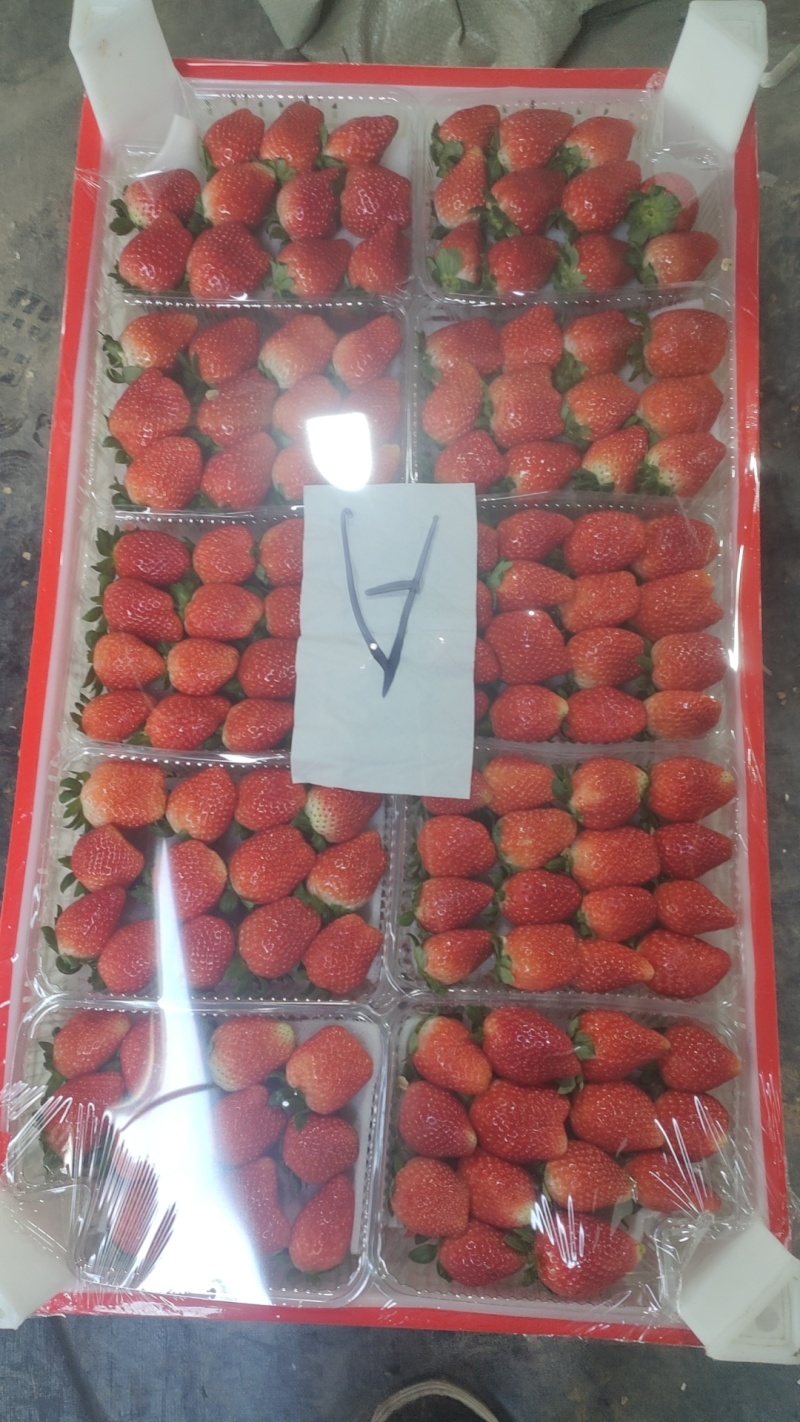 【常年代办】商丘天仙醉草莓加工果量大