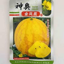 神奥金凤凰黄皮黄瓤早熟，杂交一代品种种子