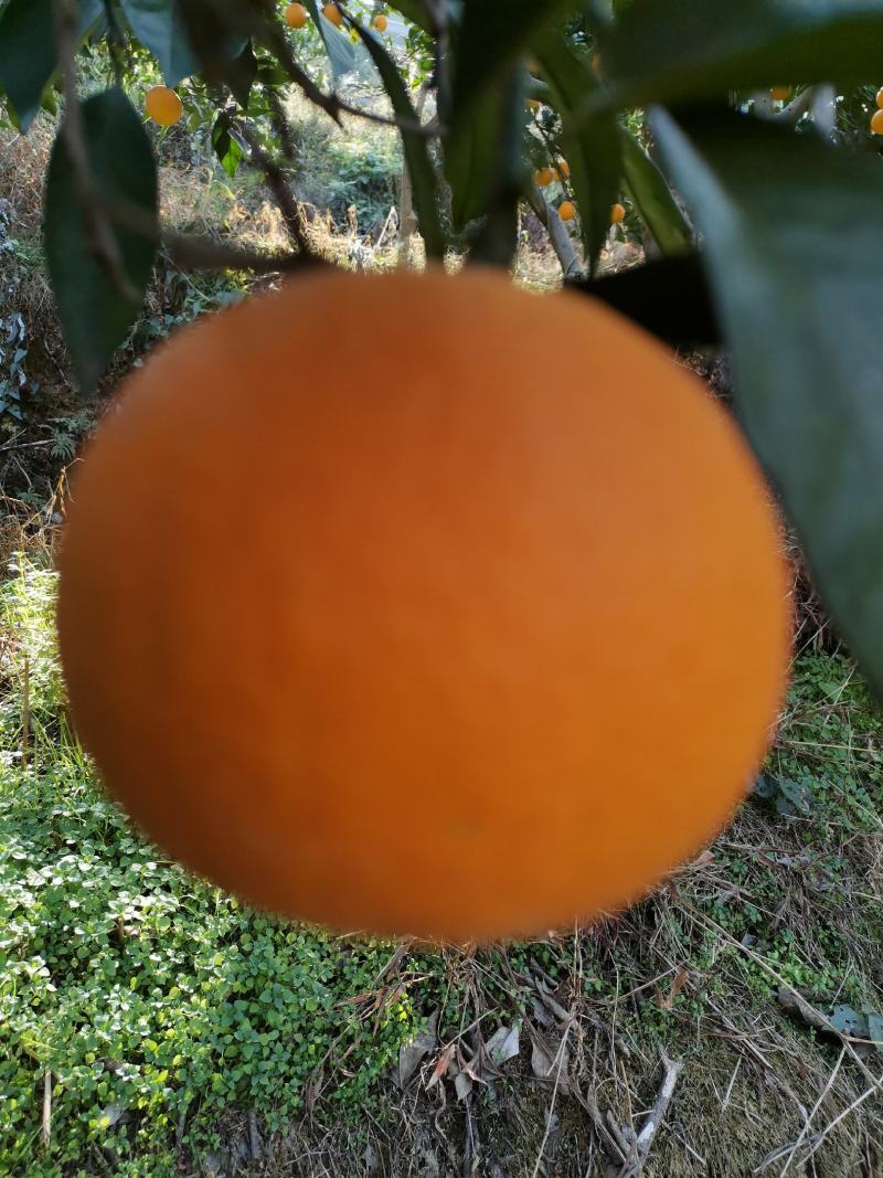 麻阳富硒纽荷尔脐橙，个大味甜，果面干净，对接电高批发商