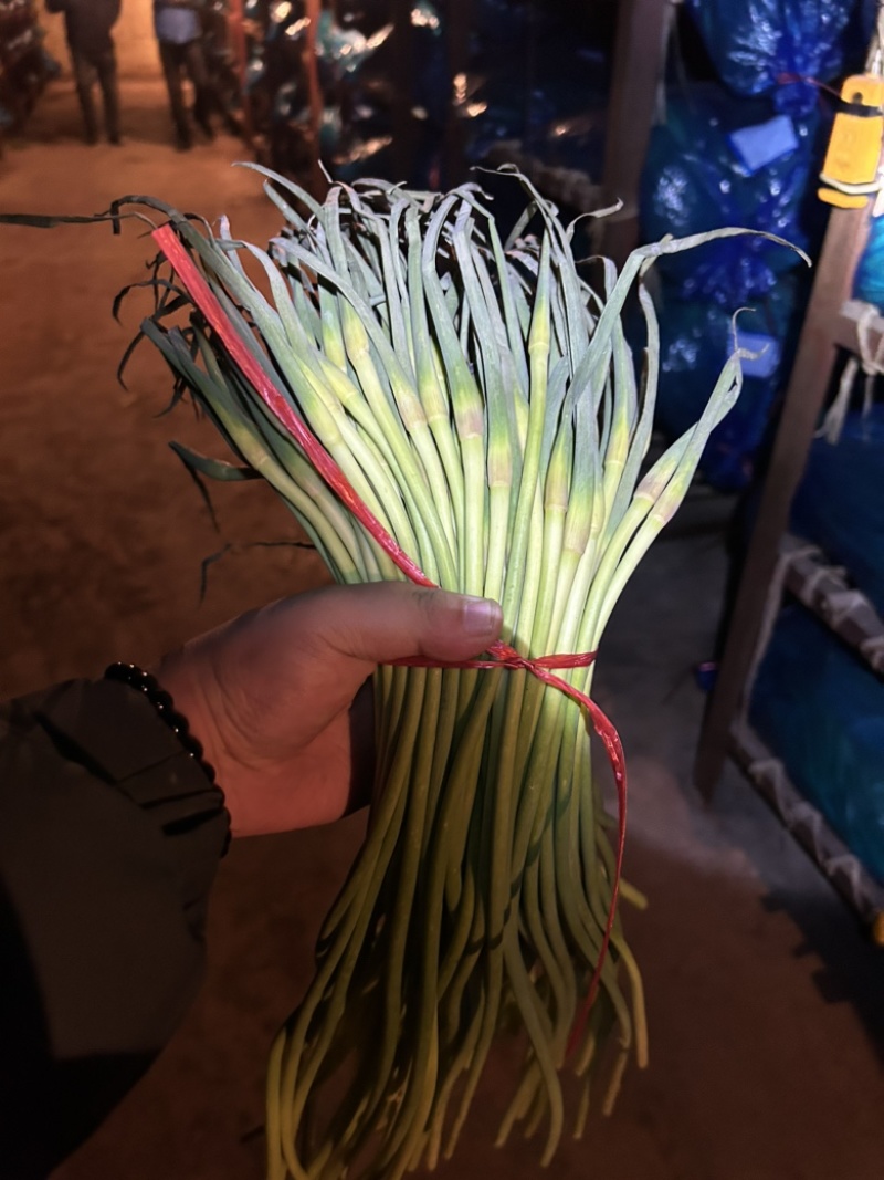 【精品红帽蒜苔】条长稍青没斑价格不贵随到随装
